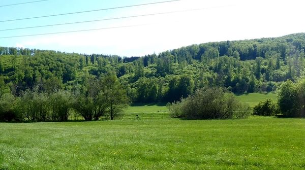 Grüne Wiese mit Waldrand im Hintergrund