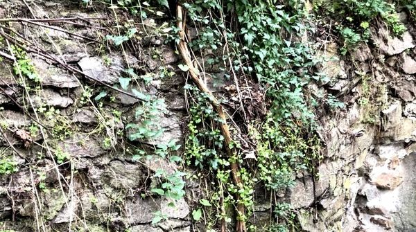 Alte, verwitterte Steinmauer mit Bewuchs aus Kletterpflanzen und kleinen Pflanzen 
